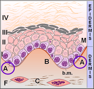 Skin Physiology - Page 9 Of 11